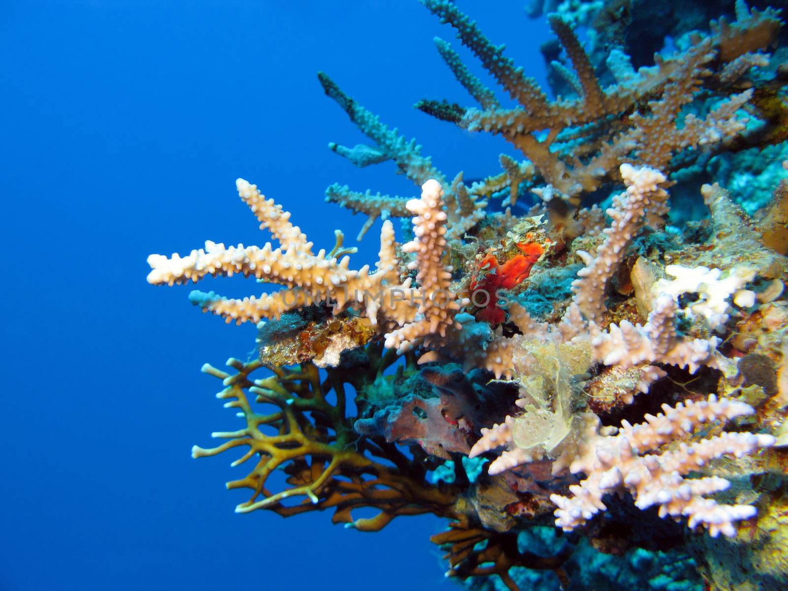 colorful coral reef with hard corals at the bottom of tropical sea on blue water backgrund