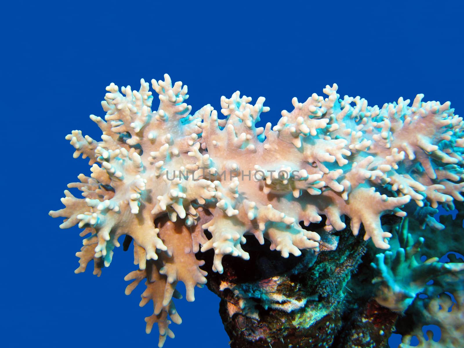 coral reef with great soft coral at the bottom of tropical sea by mychadre77