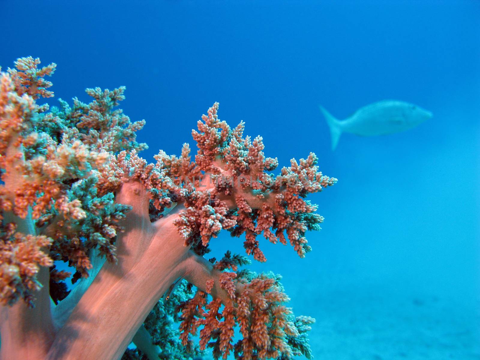 coral reef with soft coral at the bottom of tropical sea on blue water background