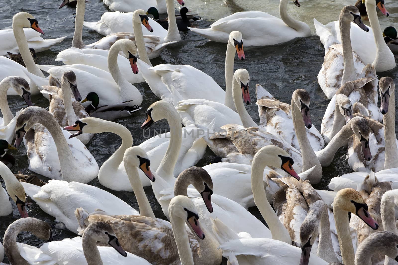 herd of swans flying in Vistula river in cracow in winter