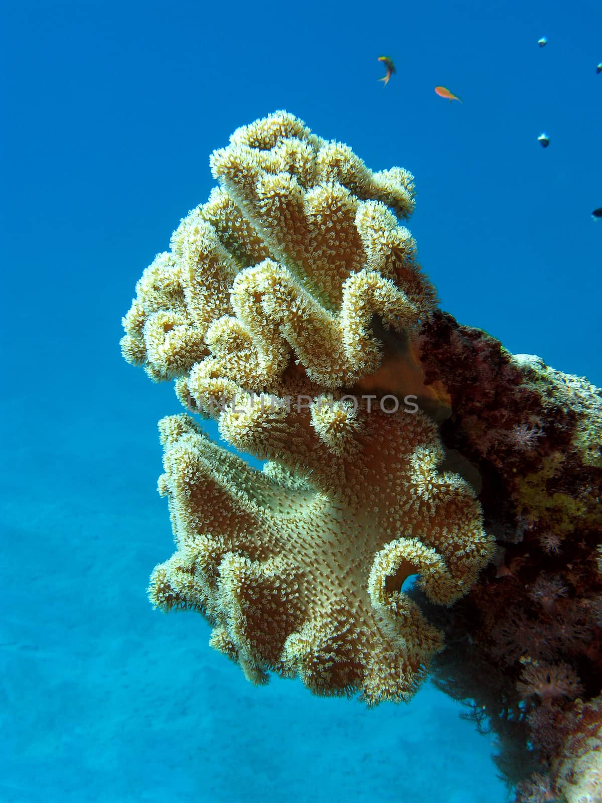 coral reef with great soft coral at the bottom of tropical sea on blue water background