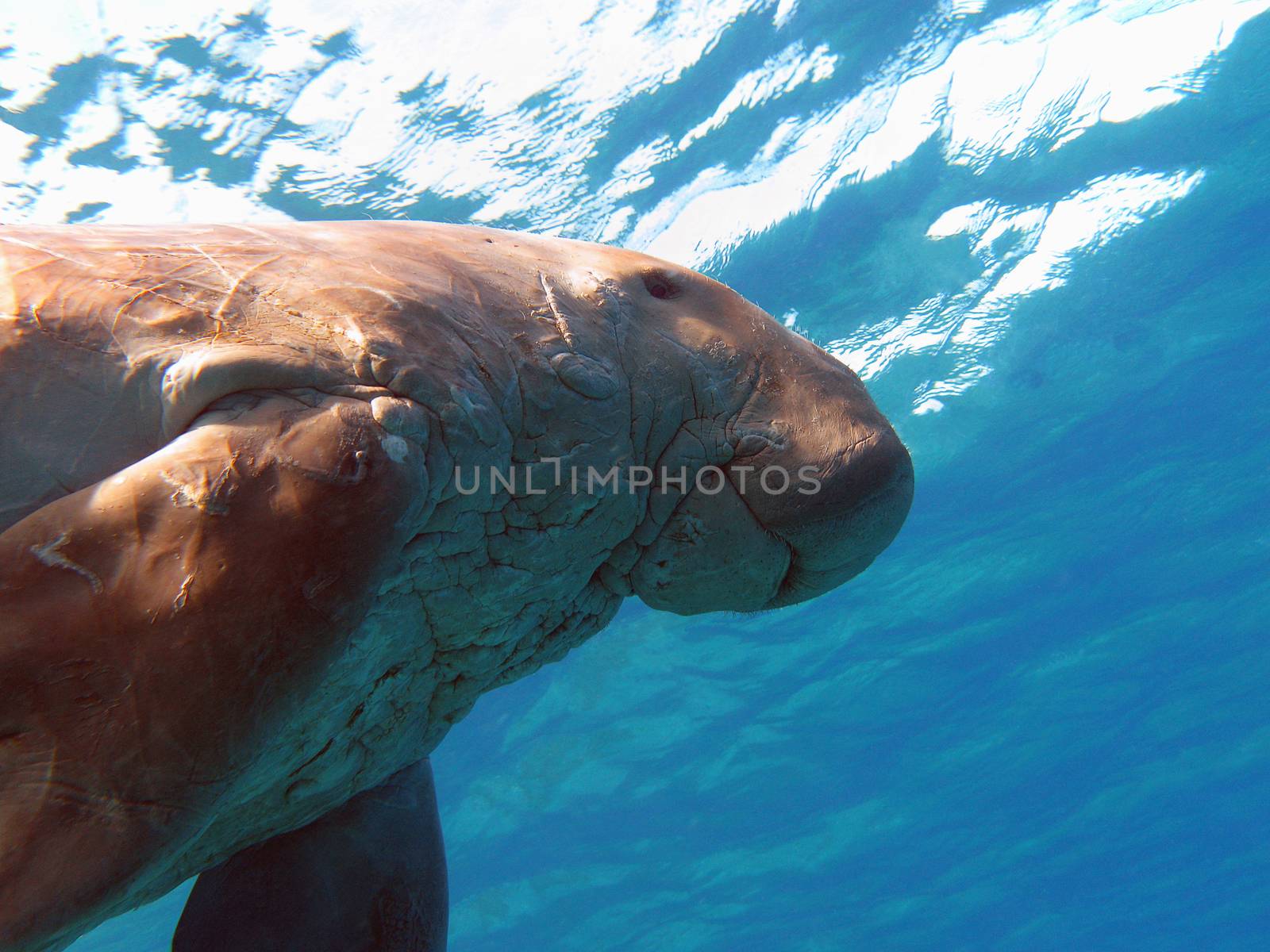 dugong known as sea cow in red sea in egipt on blue water background by mychadre77