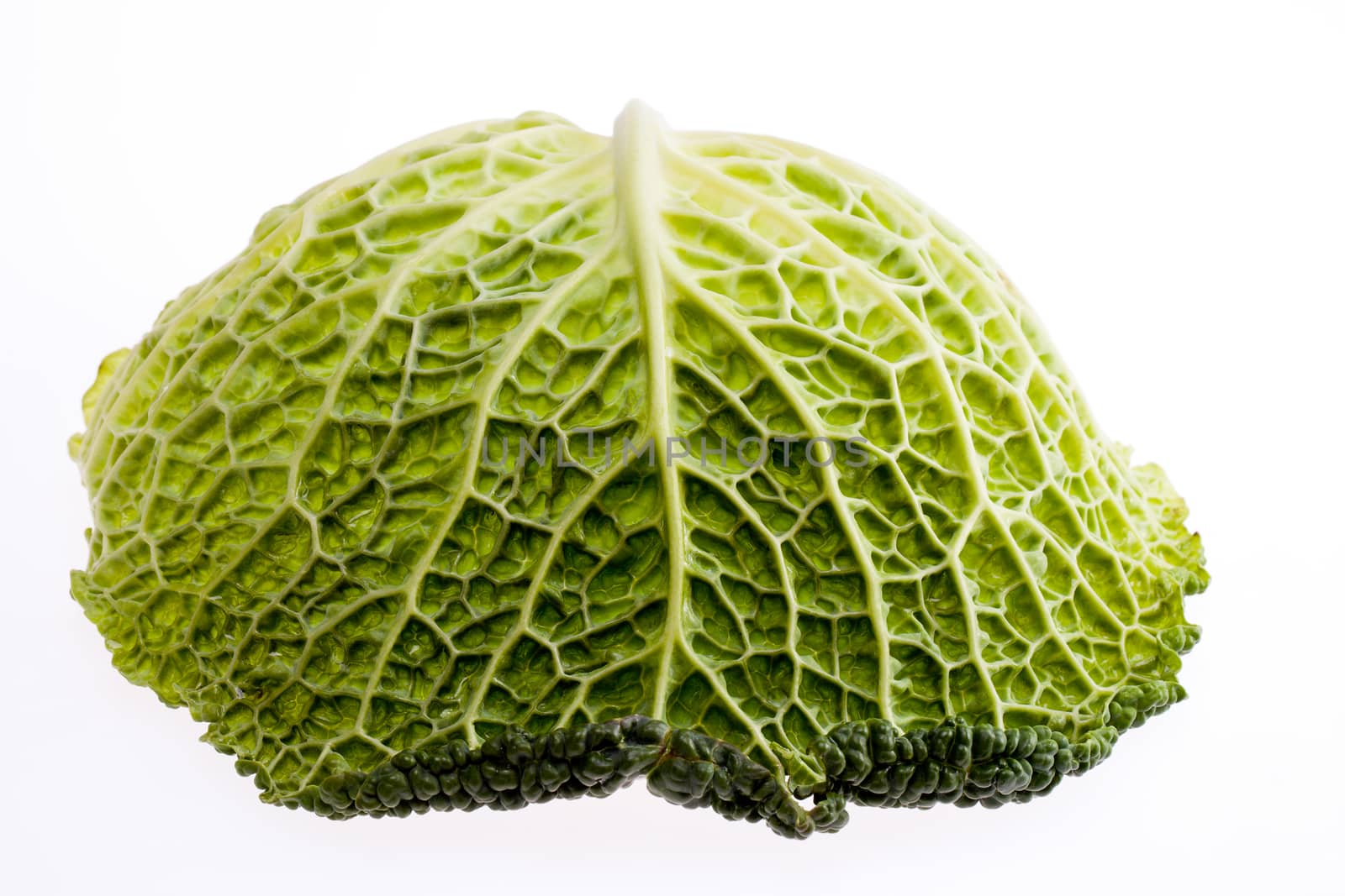 single leaf of young green brassica isolated on white background close up