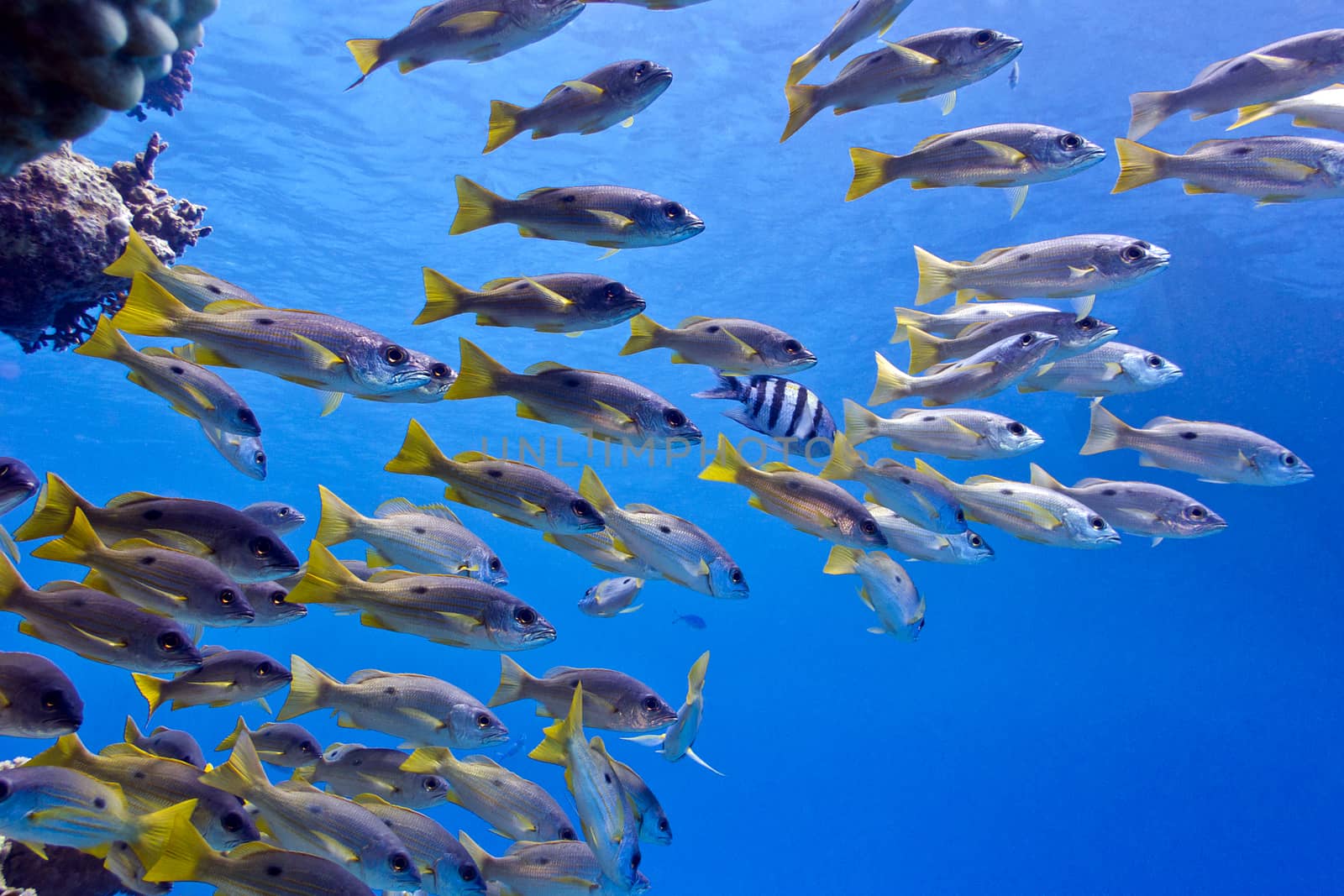 coral reef in red sea with shoal of goatfish - underwater photo