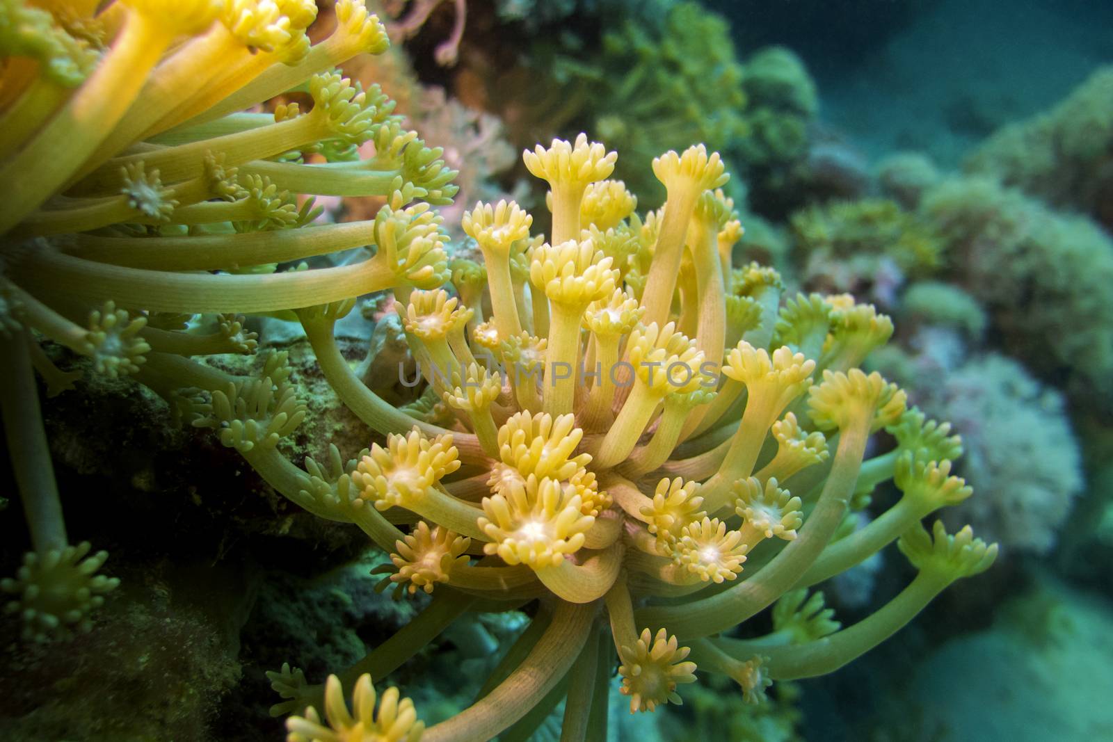 coral reef with yellow soft coral at the bottom of tropical sea