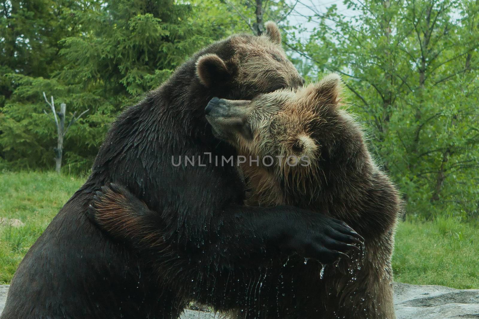 Two Grizzly (Brown) Bears Fighting and playing