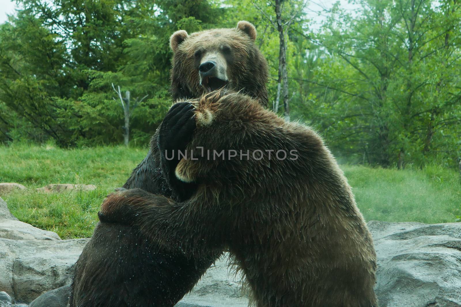 Two Grizzly (Brown) Bears Fighting and playing