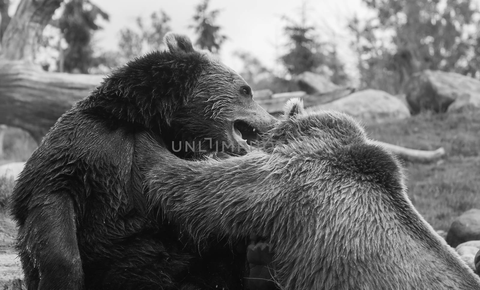Two Grizzly (Brown) Bears Fighting and playing