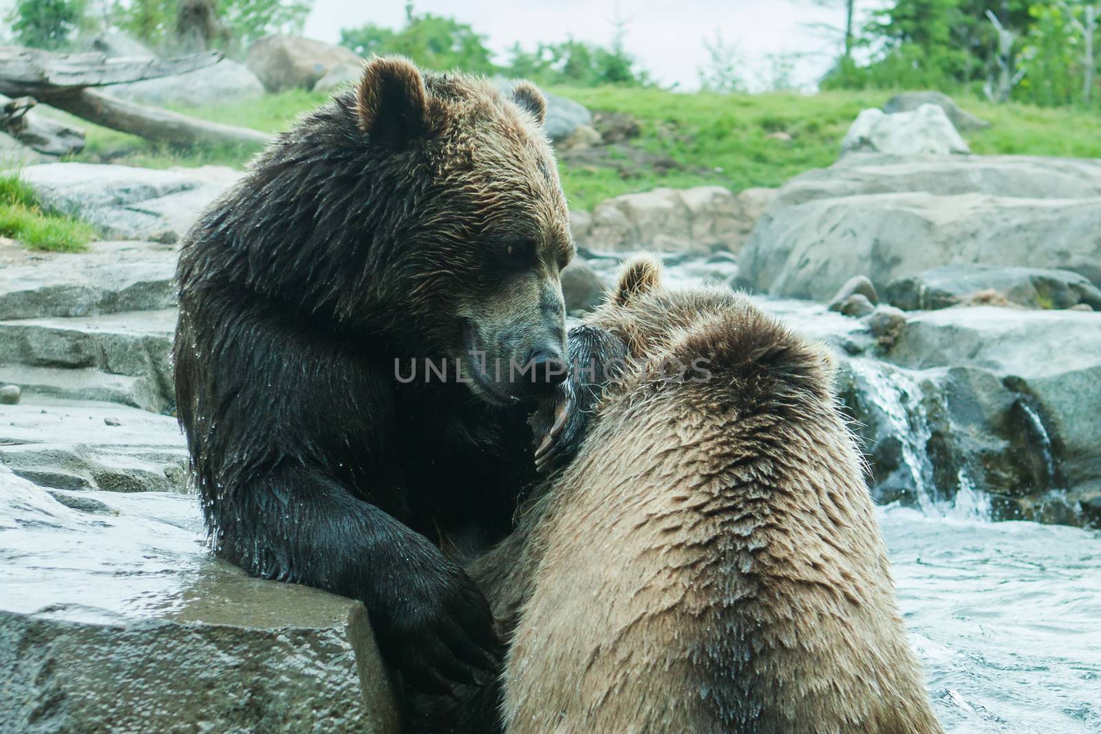 Two Grizzly (Brown) Bears Fighting and playing