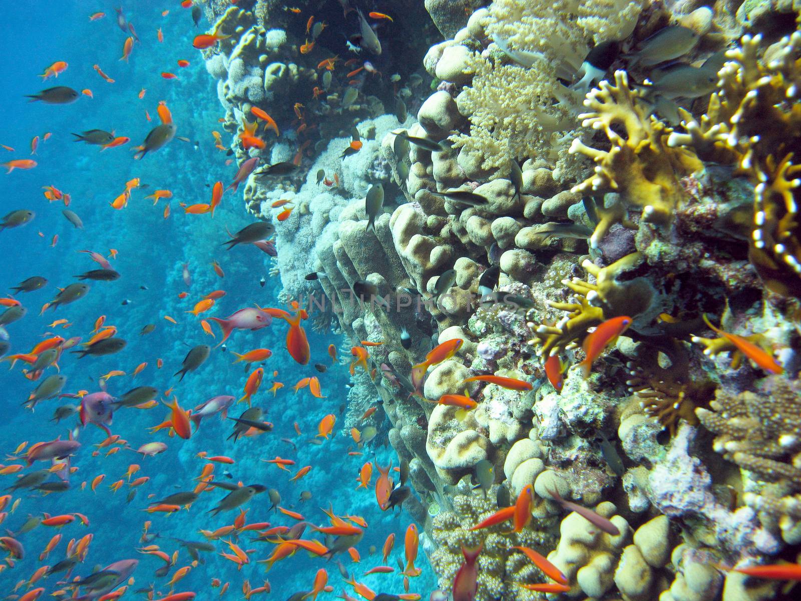 coral reef with school of exotic fishes anthias at the bottom of tropical sea on blue water background