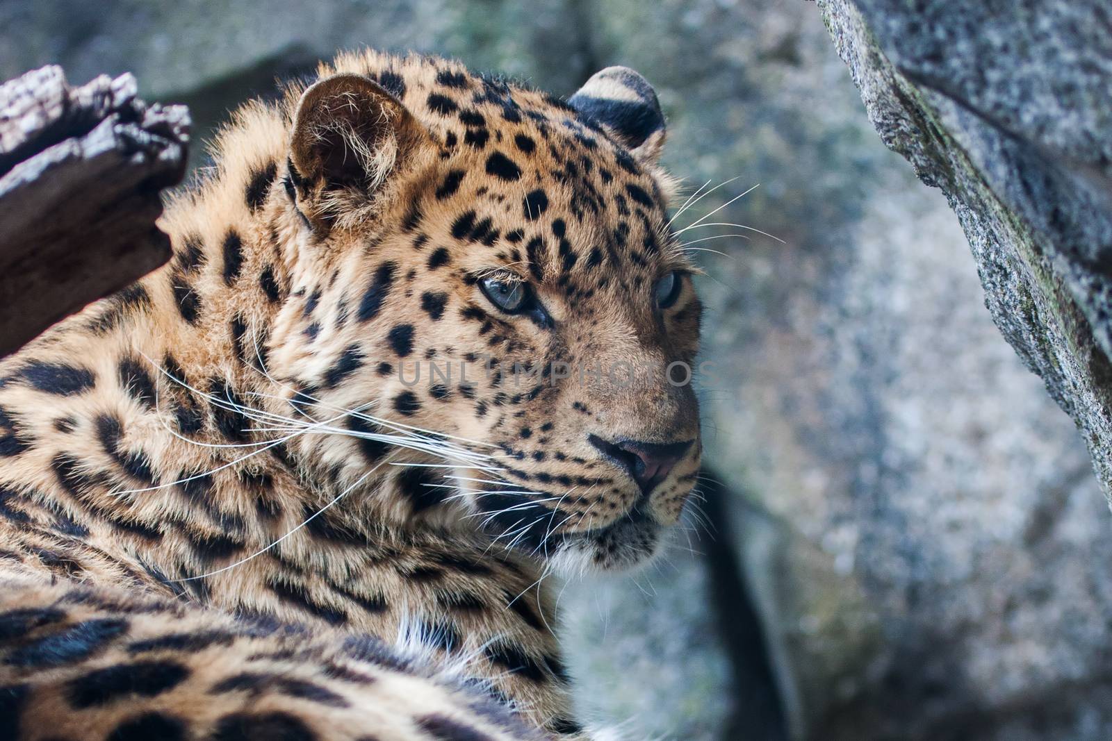 Amur Leopard falling asleep on a rock