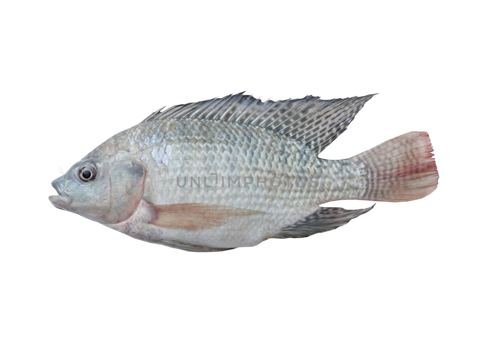 Mango fish isolate on with background