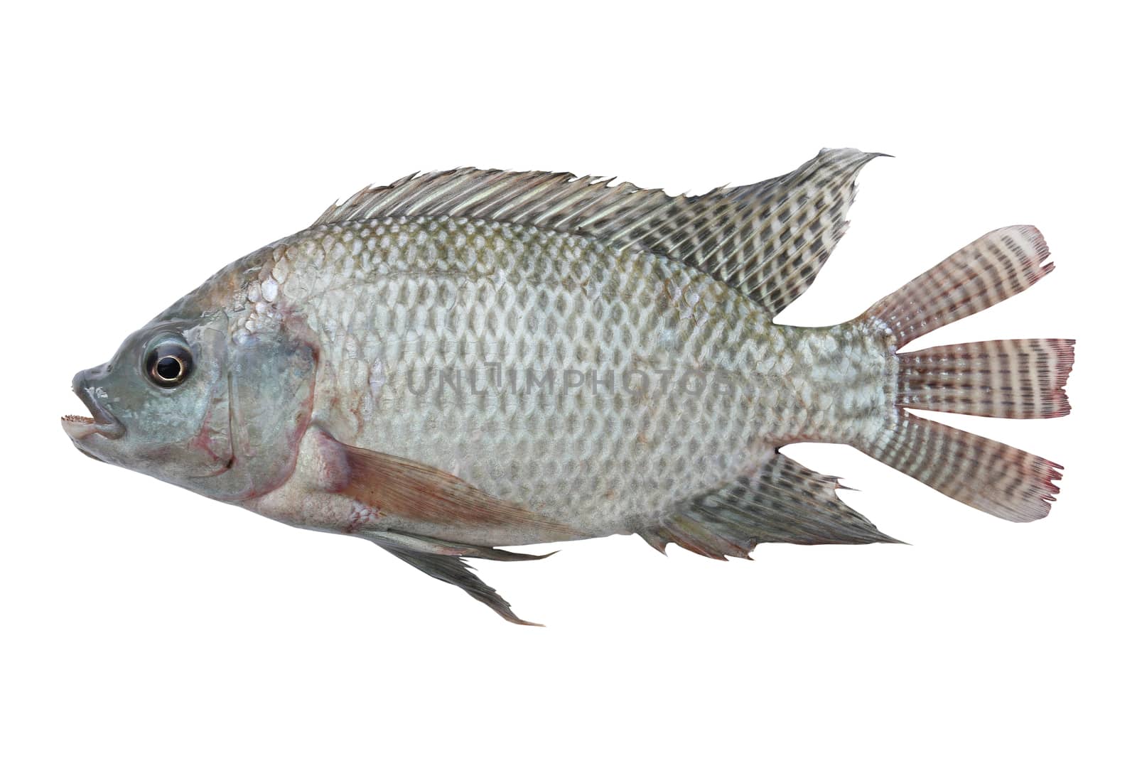 Mango fish isolate on with background
