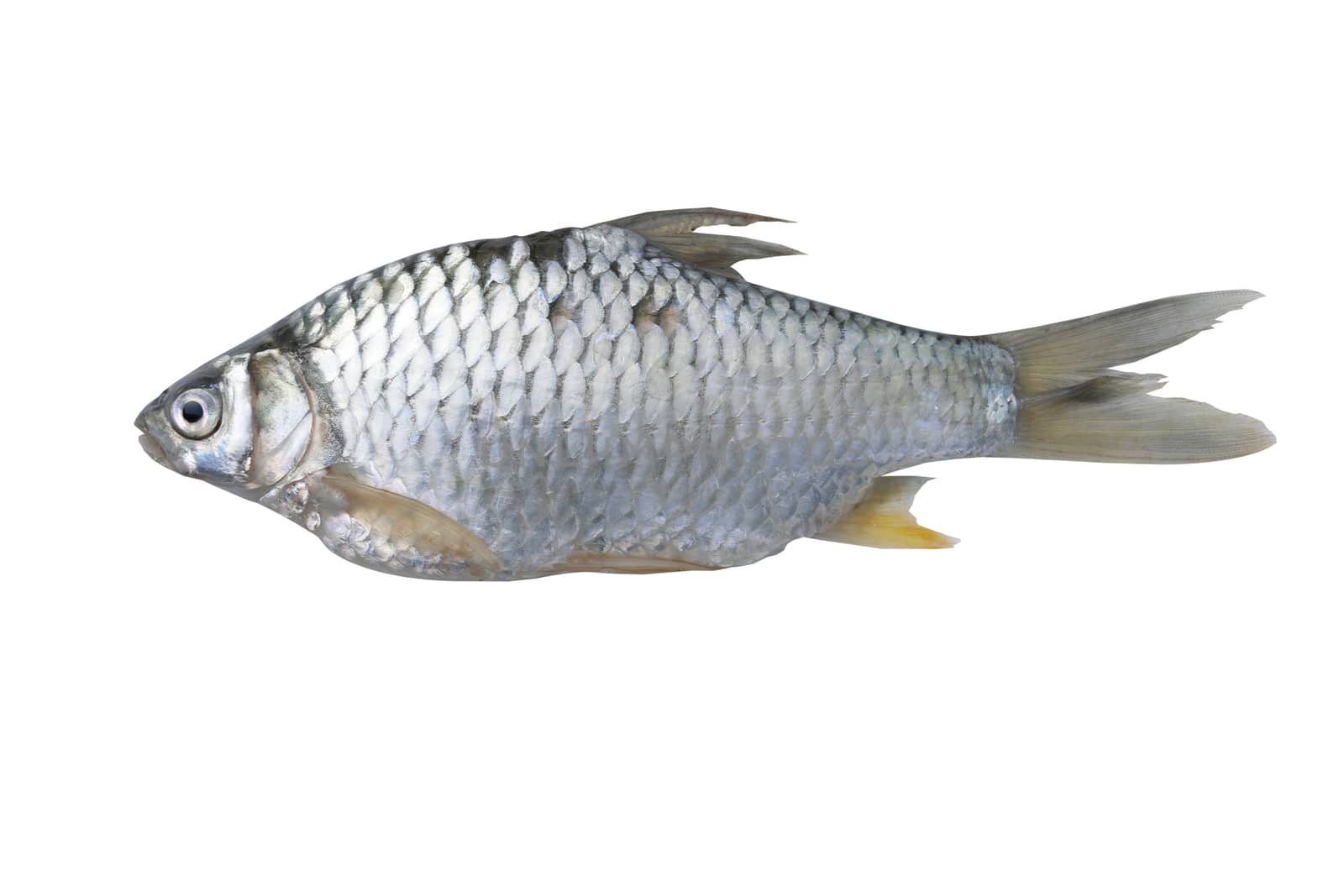 Silver barb fish isolate on with background