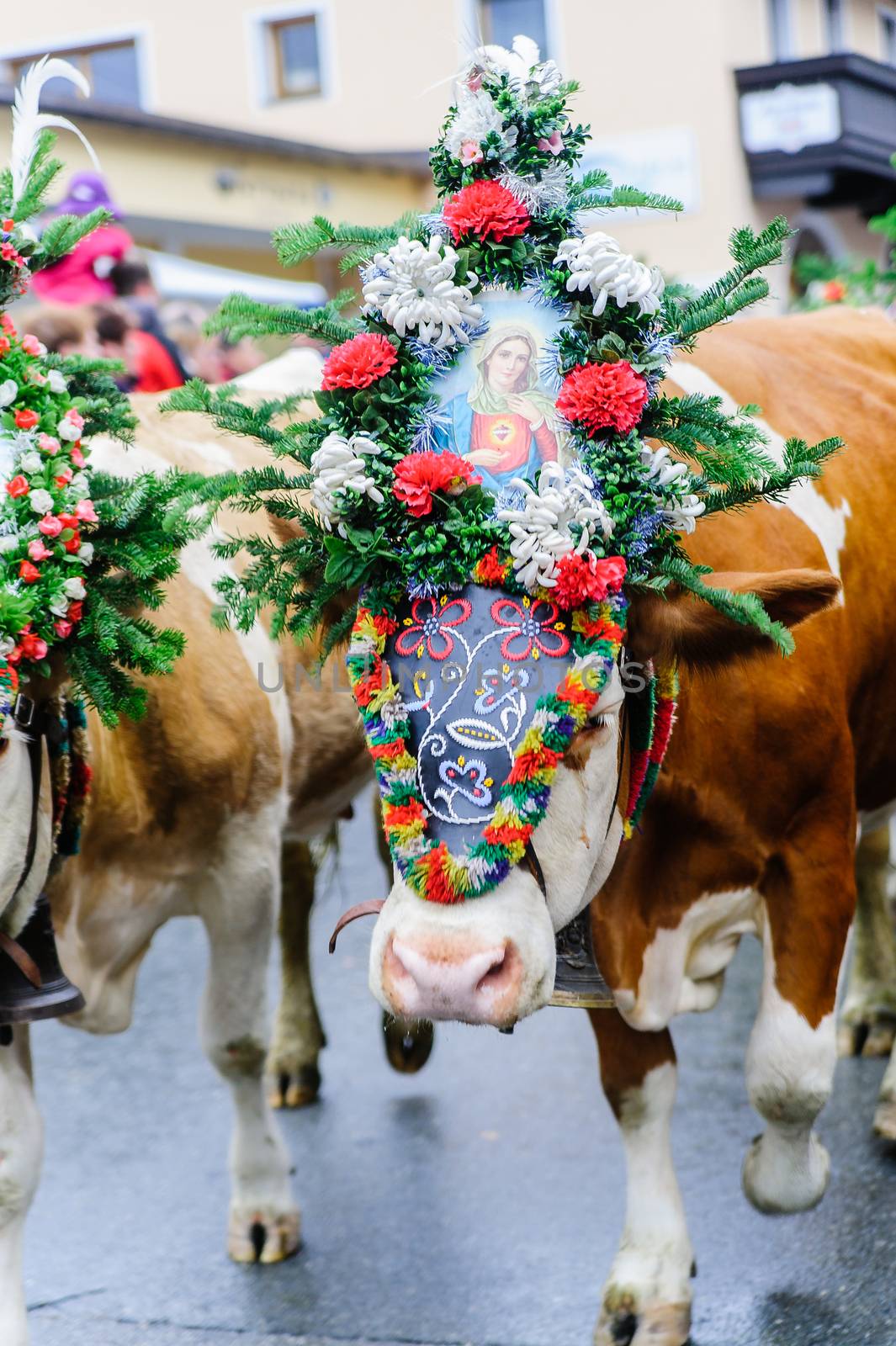 Festival with decorated cows in tyrol, austria