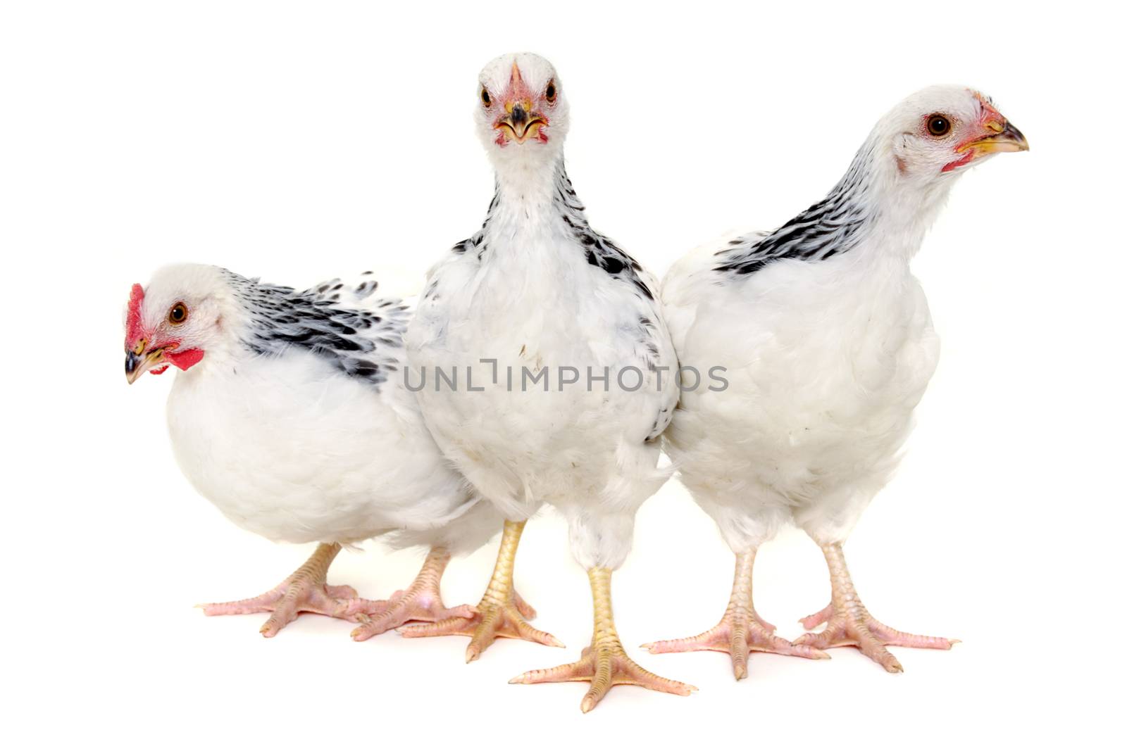 Chickens is standing and looking. Isolated on a white background.