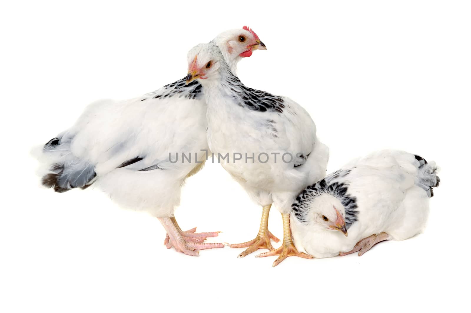 Chickens is standing and looking. Isolated on a white background.