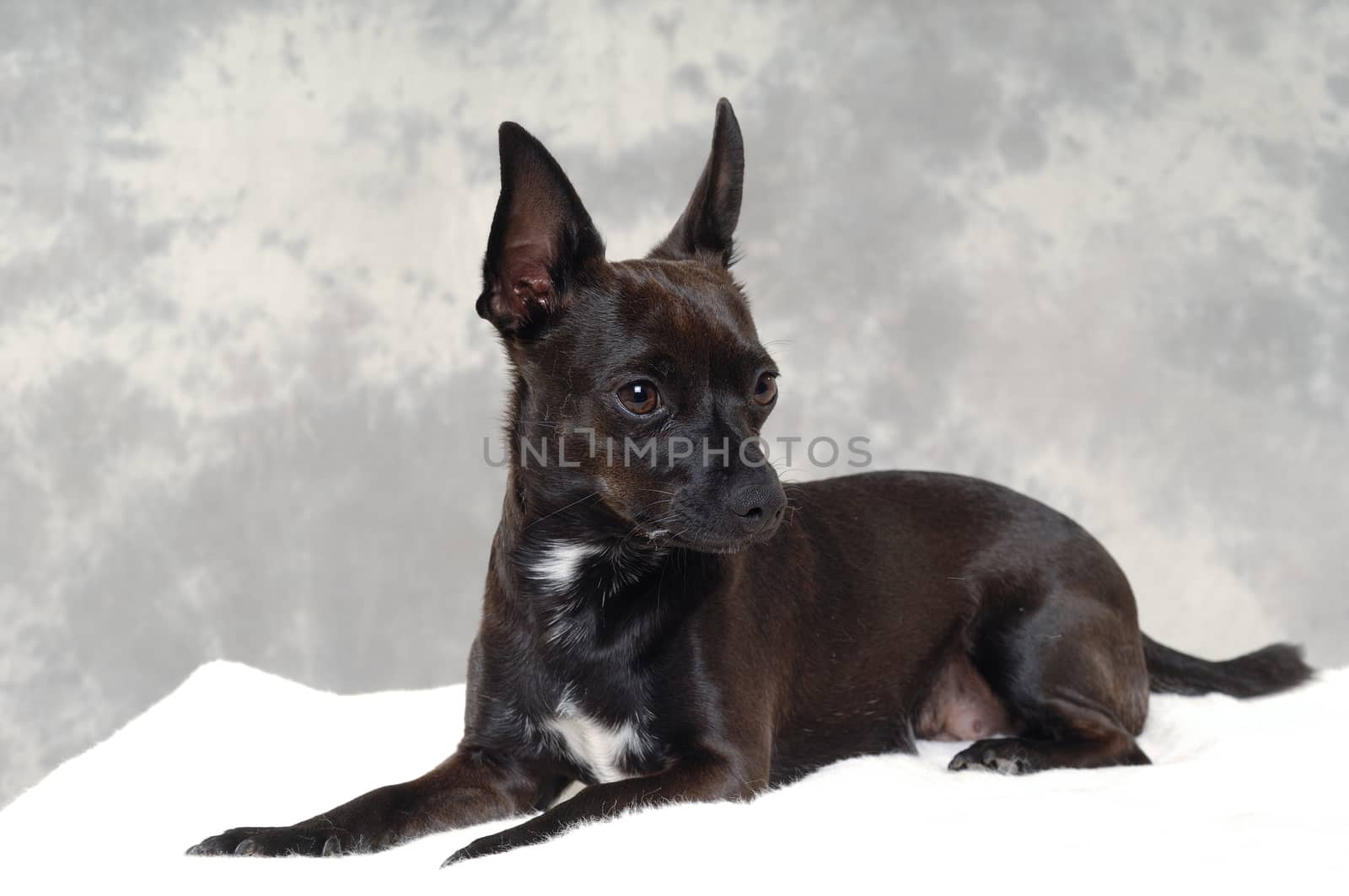 Black puppy dog by cfoto