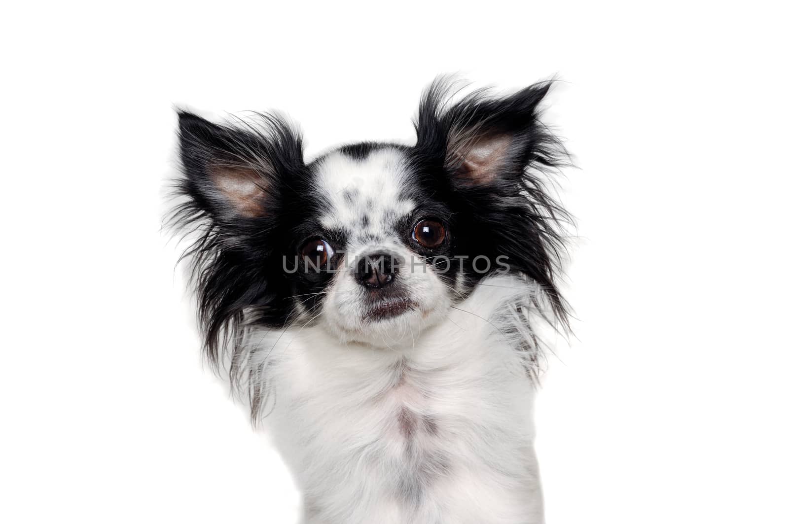 Face of a Chihuahua puppy dog. Isolated on a clean white background.