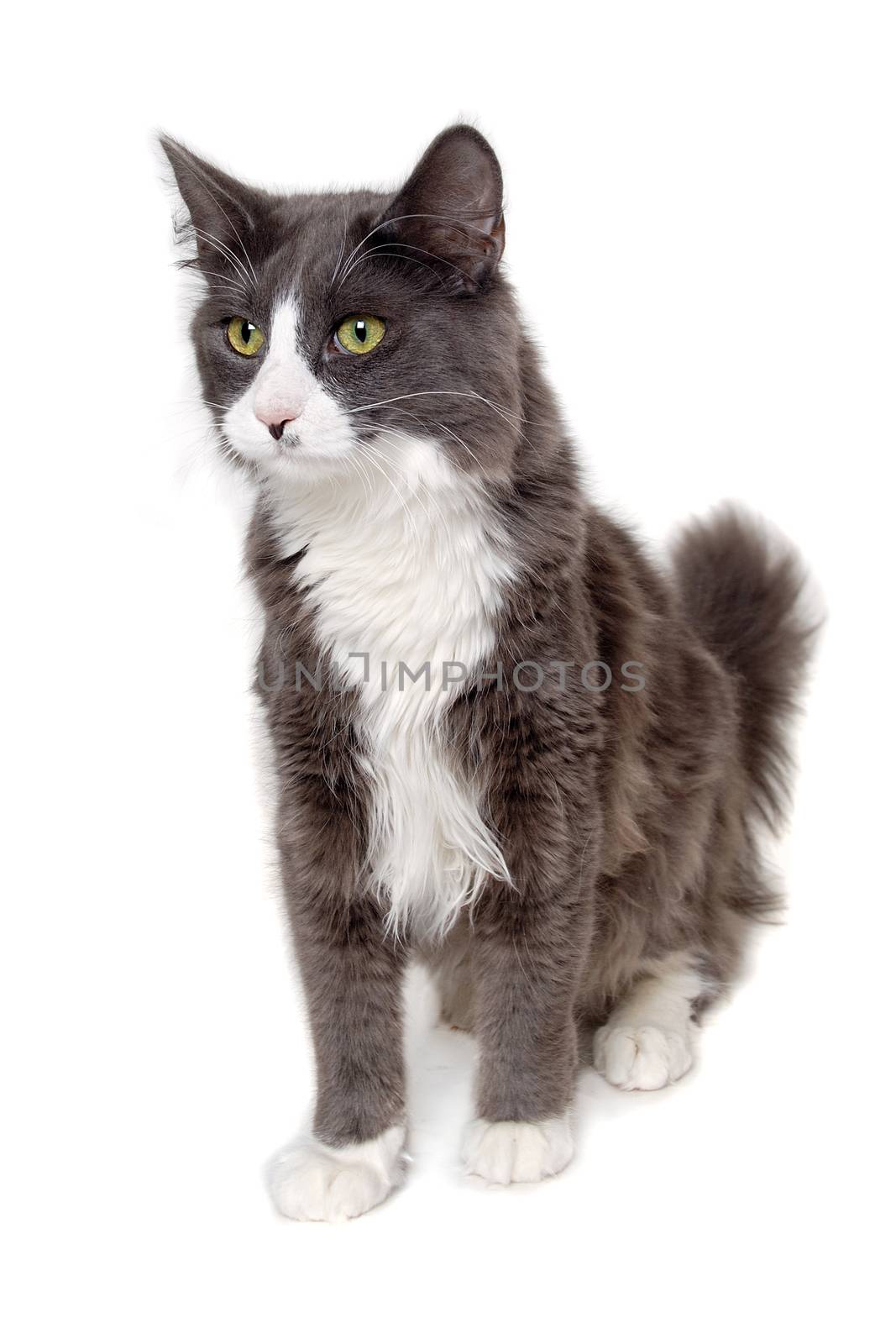 Gray cat sitting on a white background