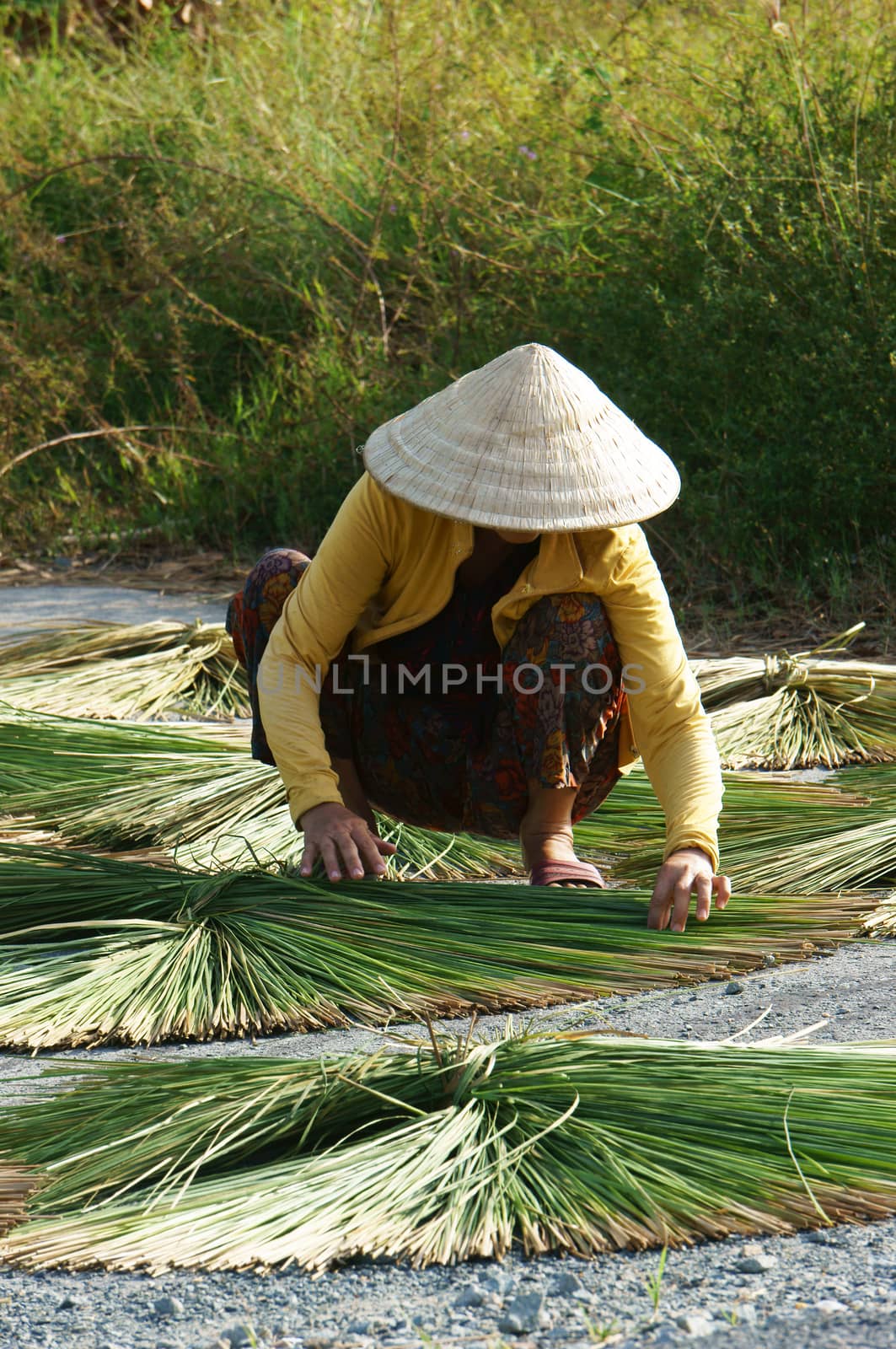 LONG AN, VIETNAM- NOVEMBER 11: People dry rush (sedge) on asphalt surface, she arrange into sector shape, this grass to make sleeping mat,Long An, Viet Nam,November 11, 2013