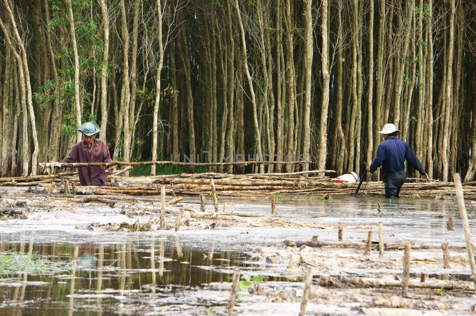LONG AN, VIET NAM- NOVEMBER 11: People harvest indingo tree at flooled indigo forest by saw in Viet Nam on November 11, 2013