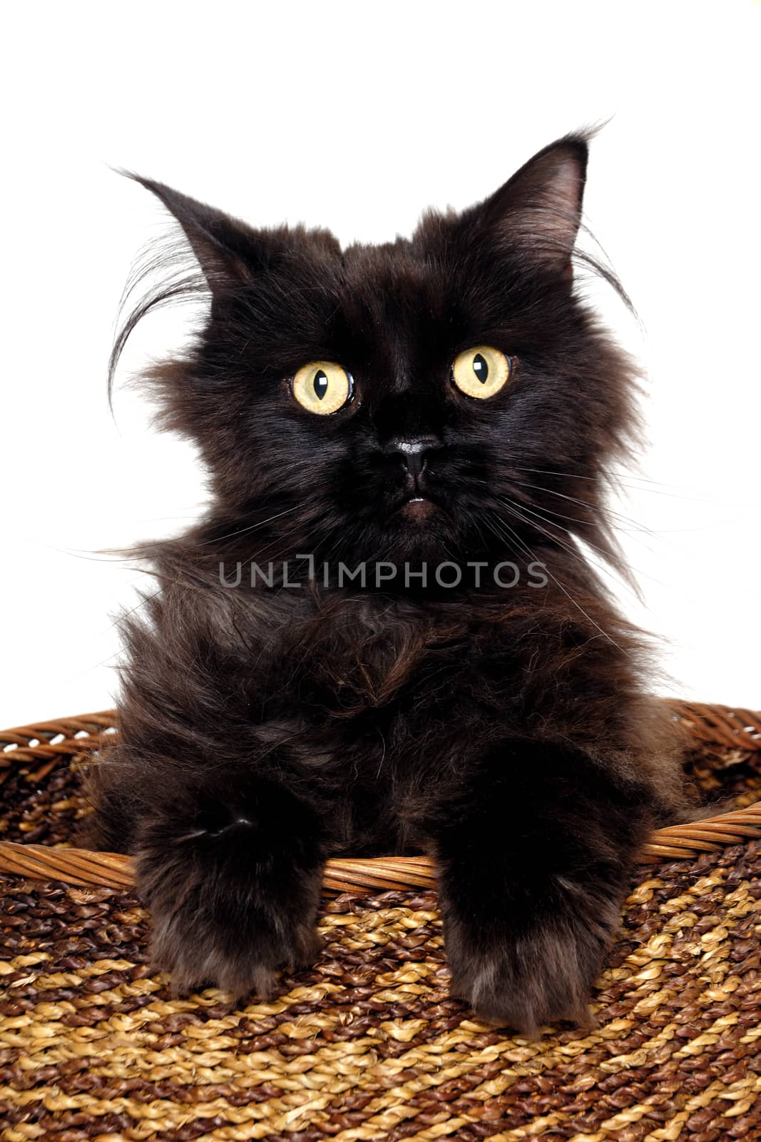 Sweet black cat is sitting in a basket on a white background
