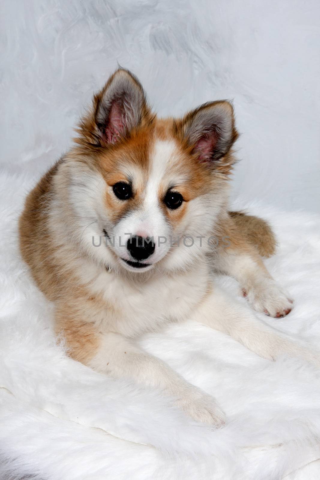 Resting Norwegian lundhund dog by cfoto