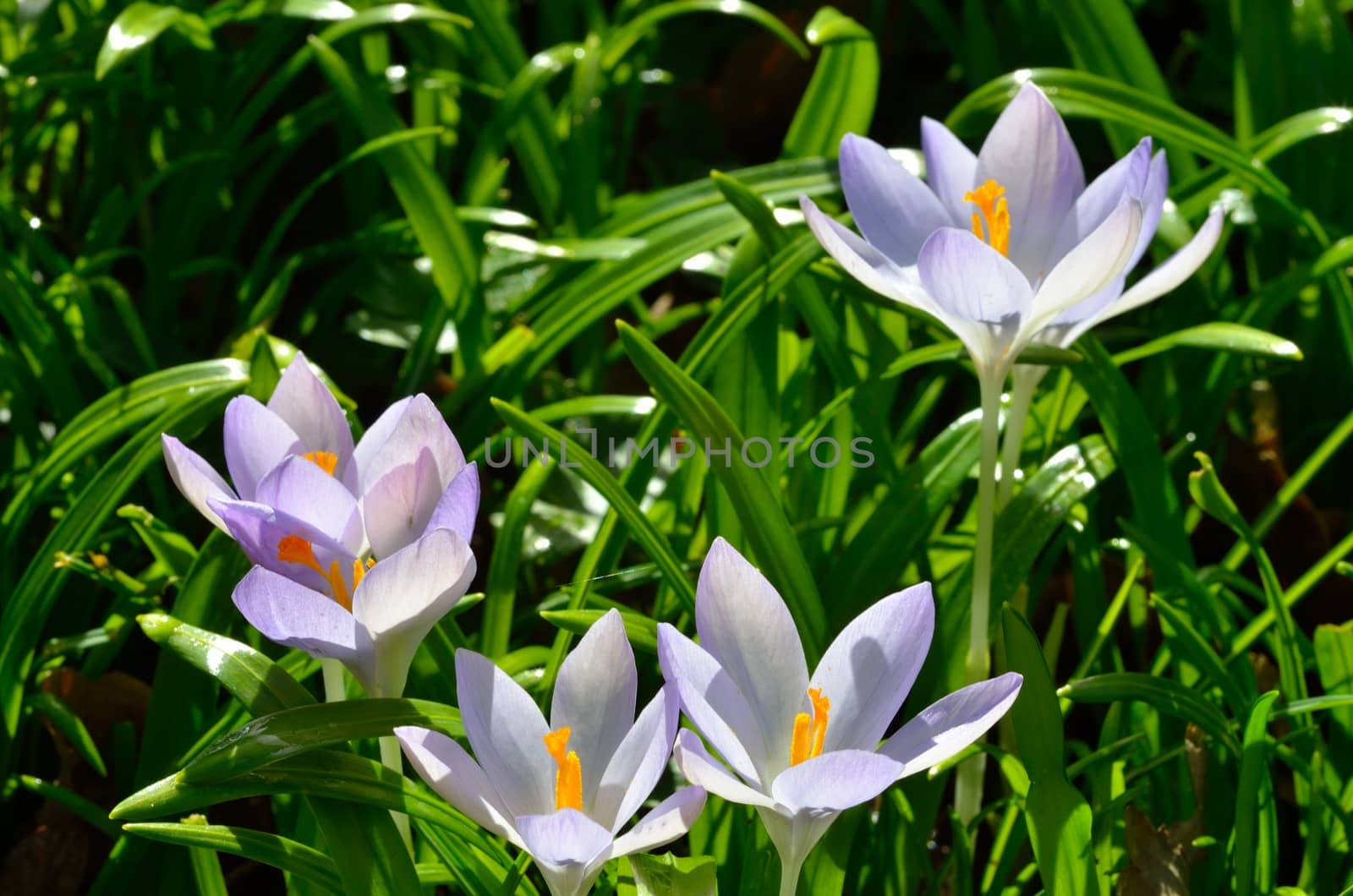 Group of purple crocuses