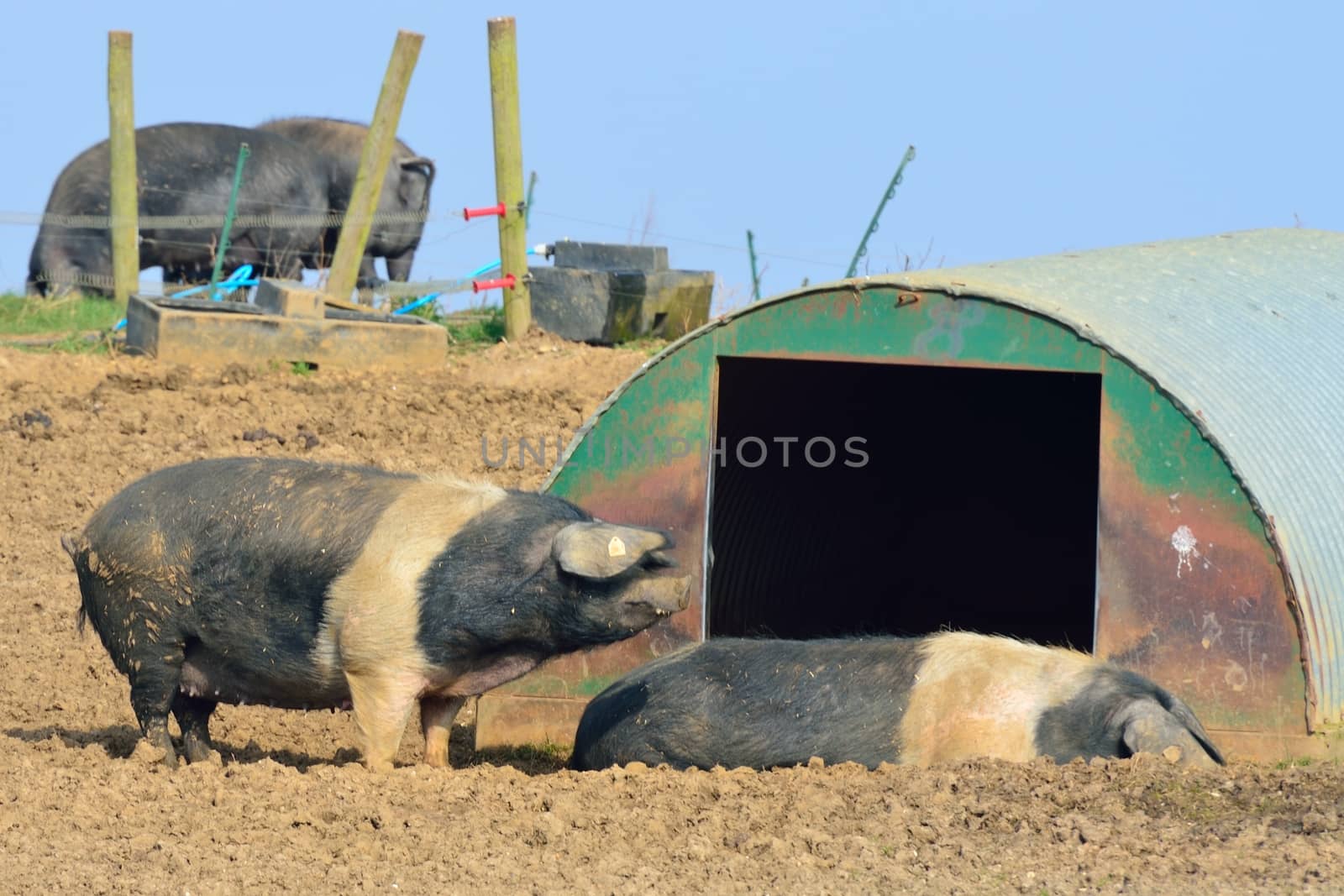 Free range pigs in field by pauws99