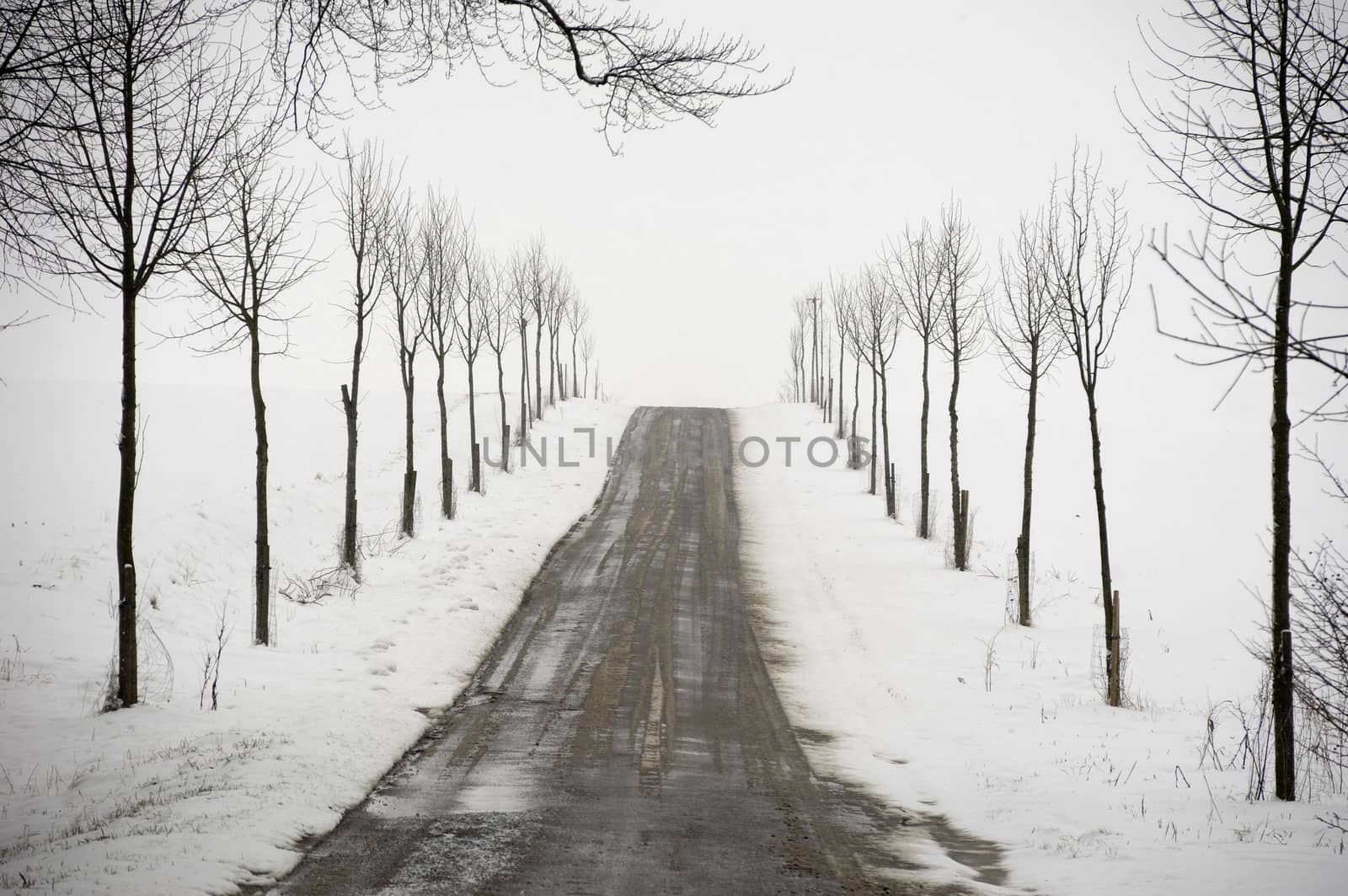 road with trees on boath sides. Taken at winter time.