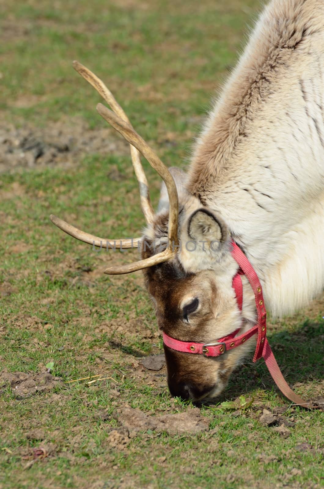 Reindeer Head