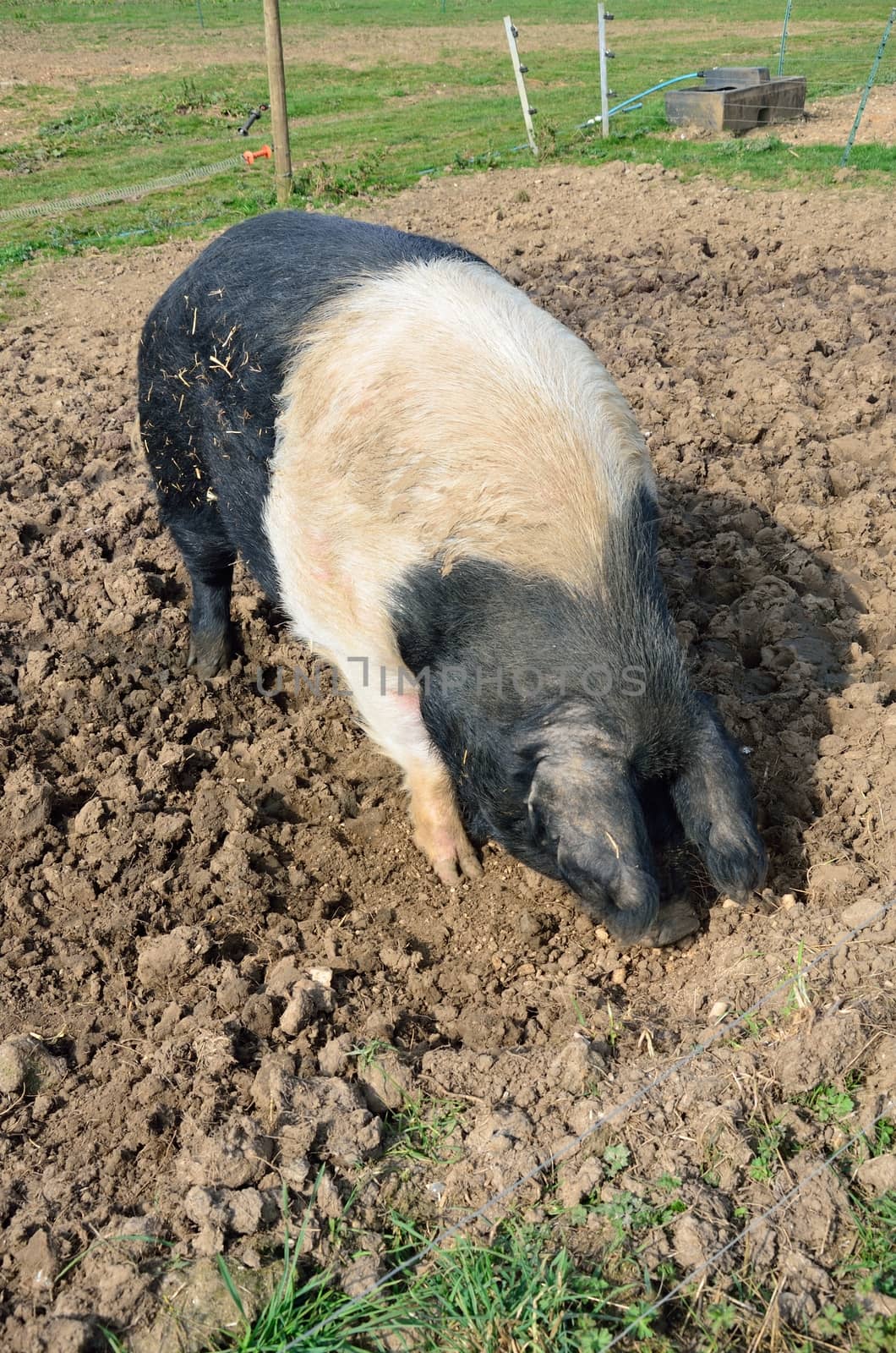 Pig and black pig in field