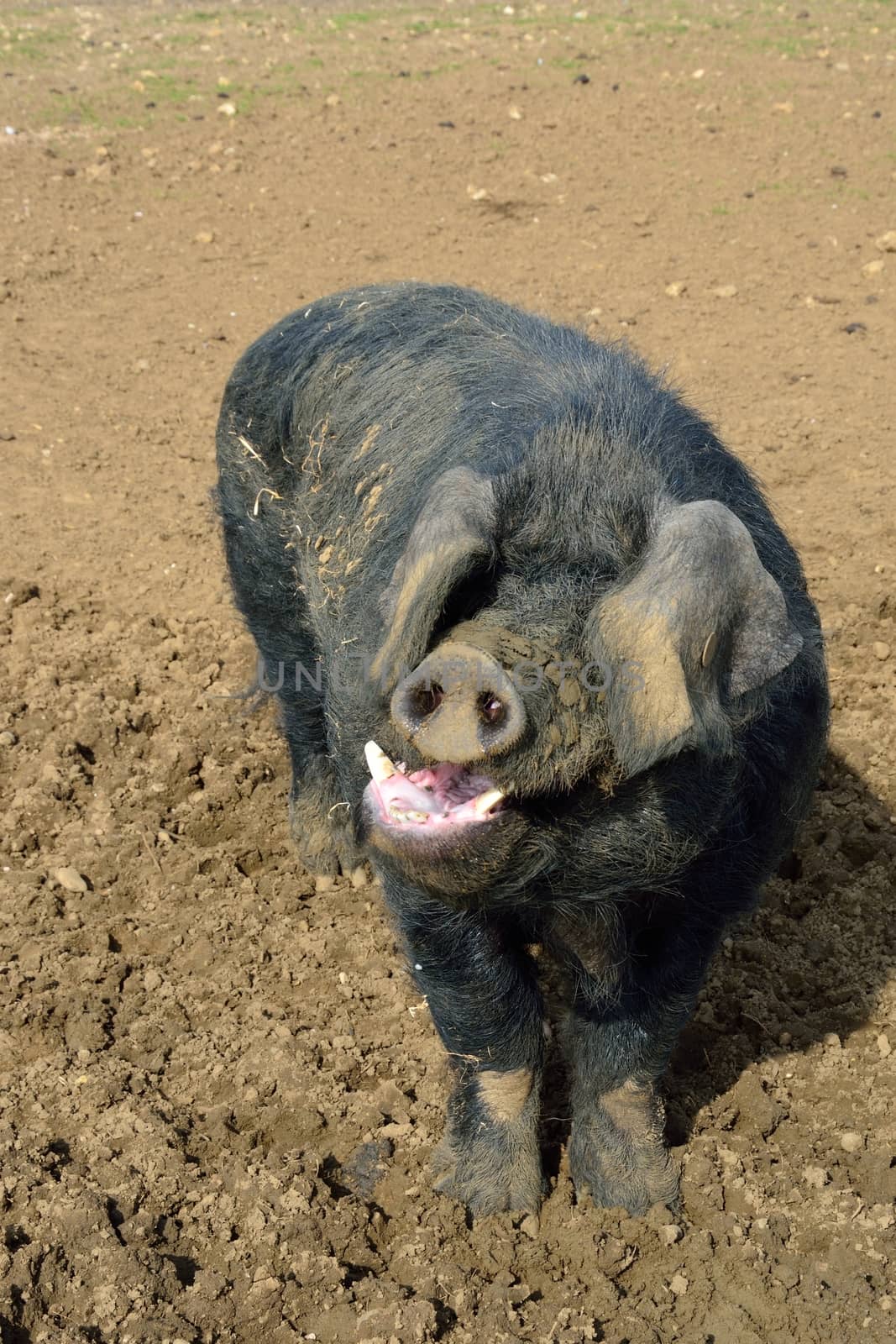 Black Pig in field by pauws99