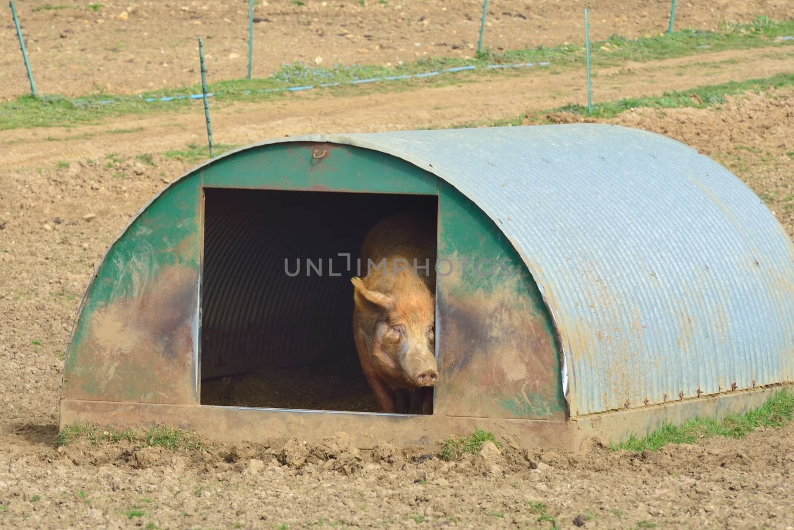 Pig at home in hut by pauws99