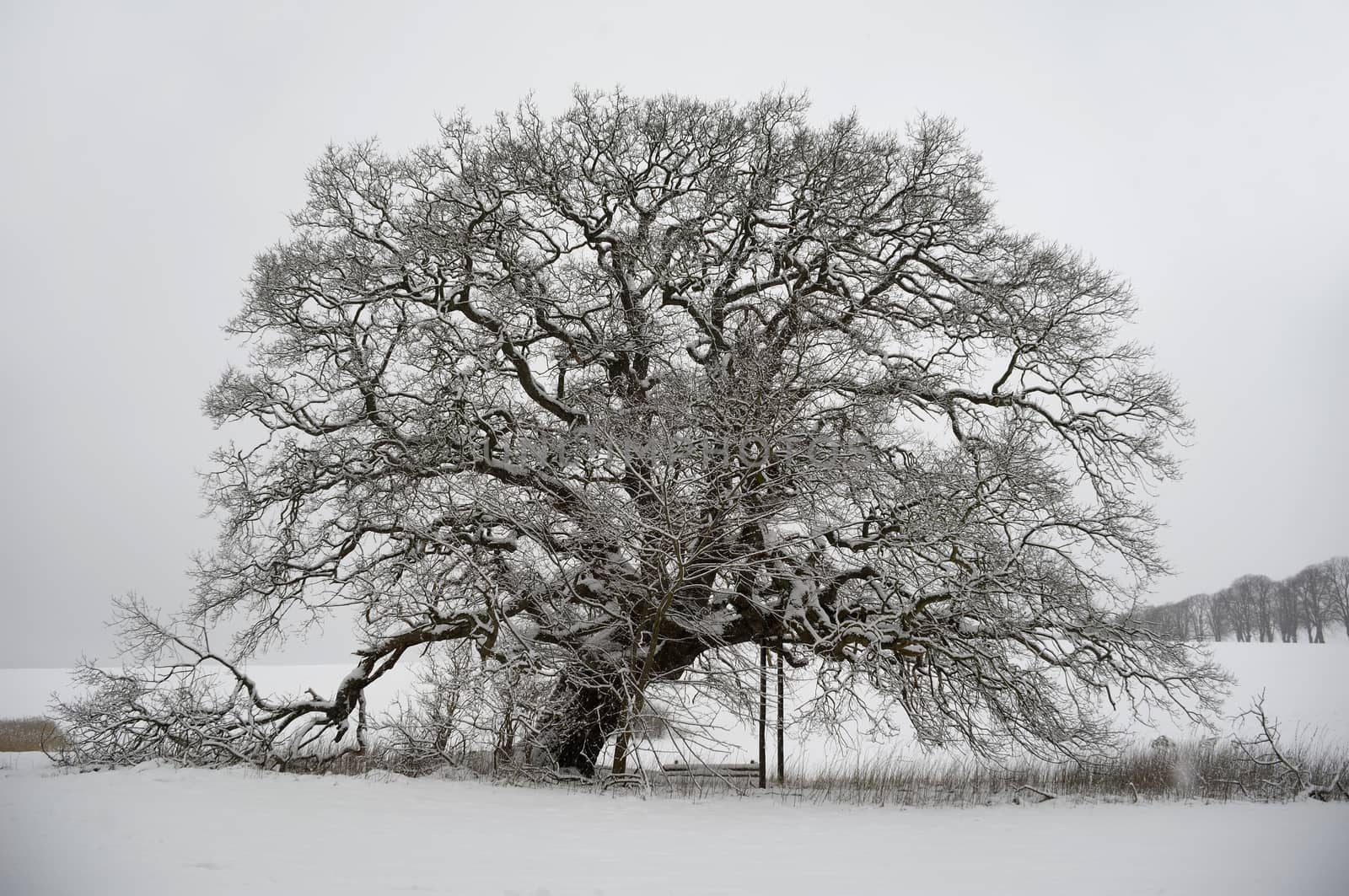 Tree on hill at winter by cfoto