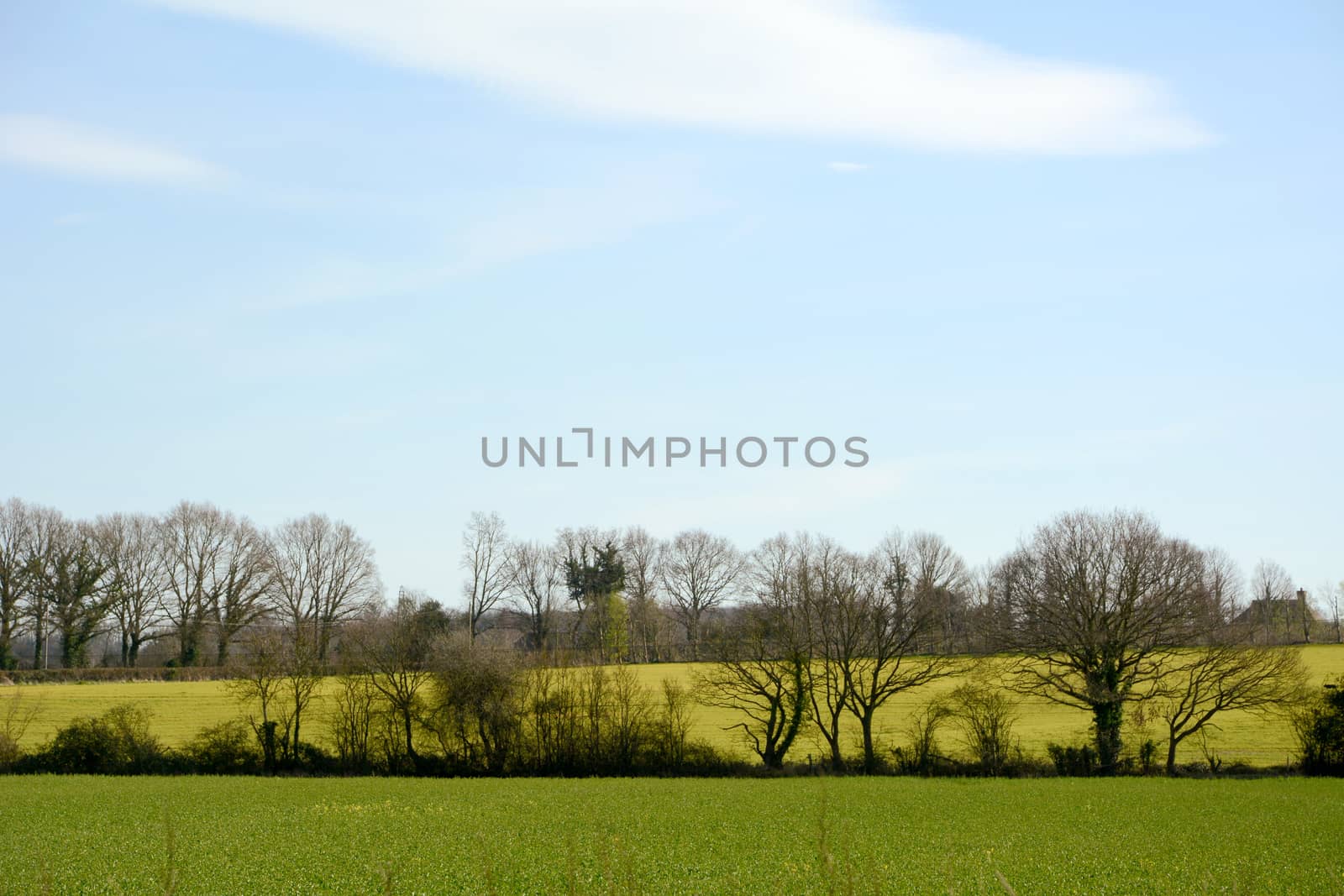 Verdant farm fields with new crops lined by bare trees in Kent, England