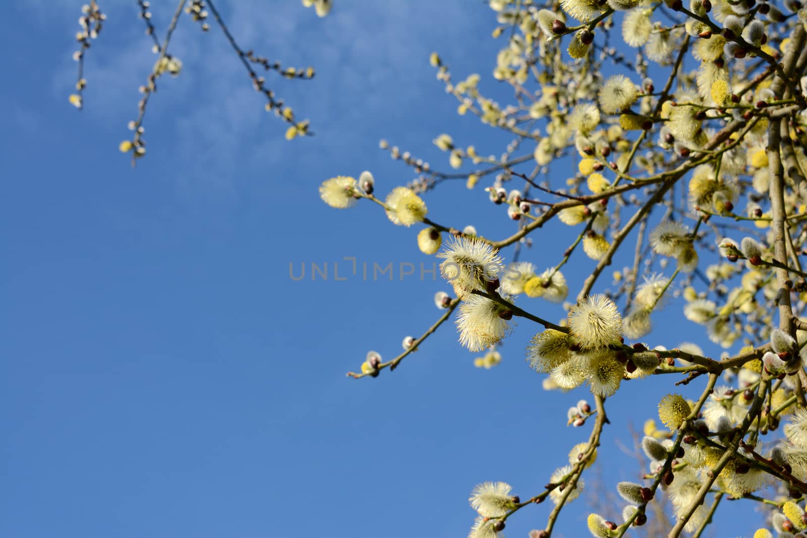Springtime willow catkins framing a blue sky with copy space