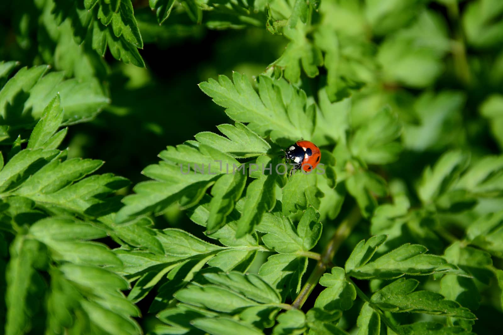 Closeup of a ladybug on the leaves of Queen Anne's Lace