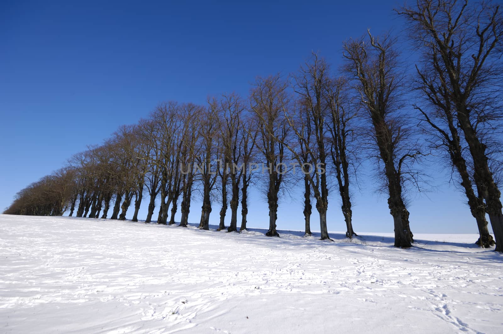 Trees on hill at winter by cfoto