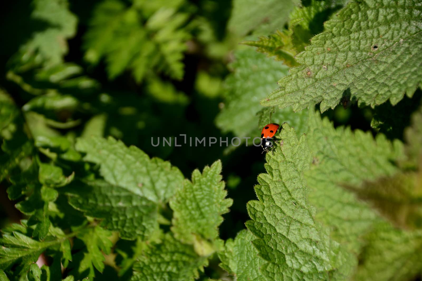 Seven spot ladybird walking along the edge of a stinging nettle leaf