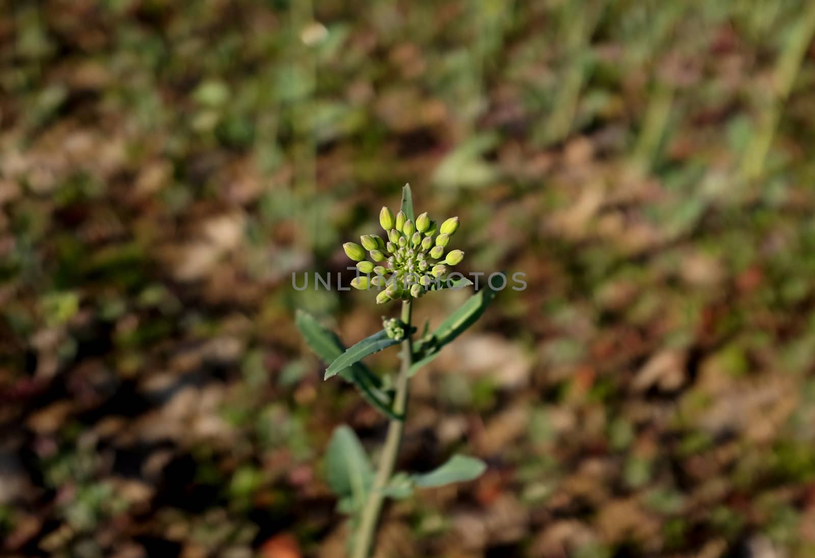 Detail of unopened flower buds of oilseed rape