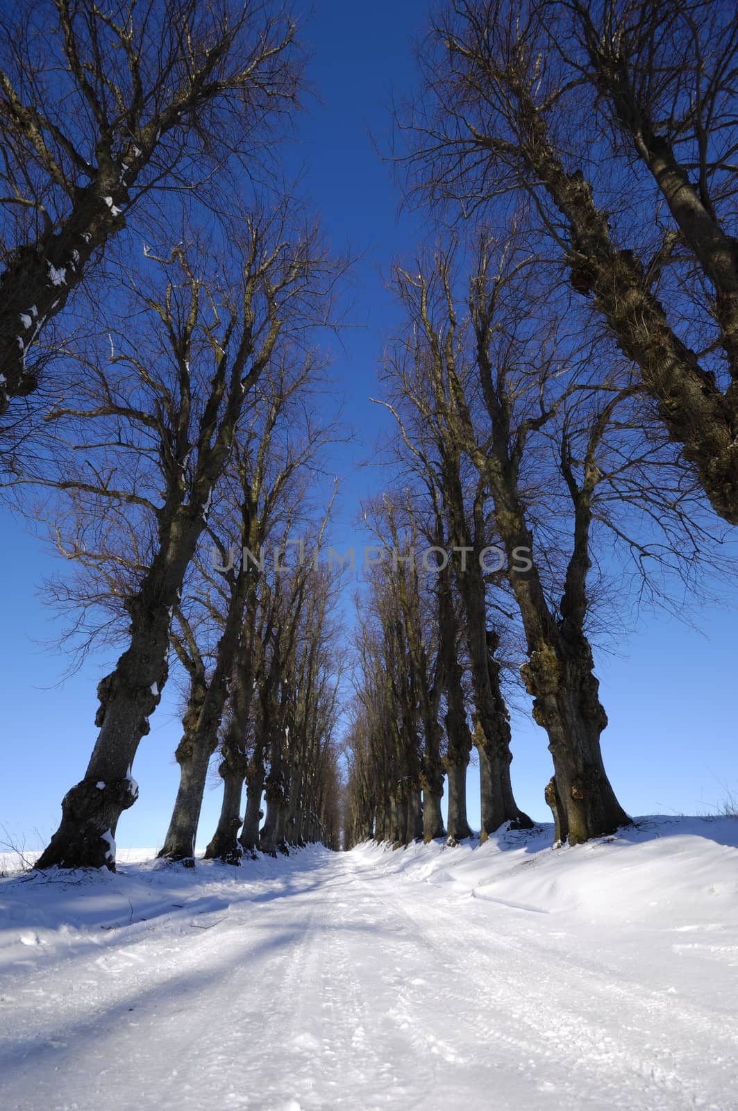 Pathway at winter by cfoto