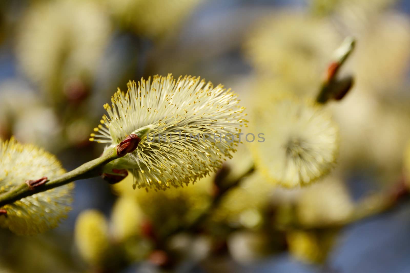 Closeup of a willow tree male ament or catkin 