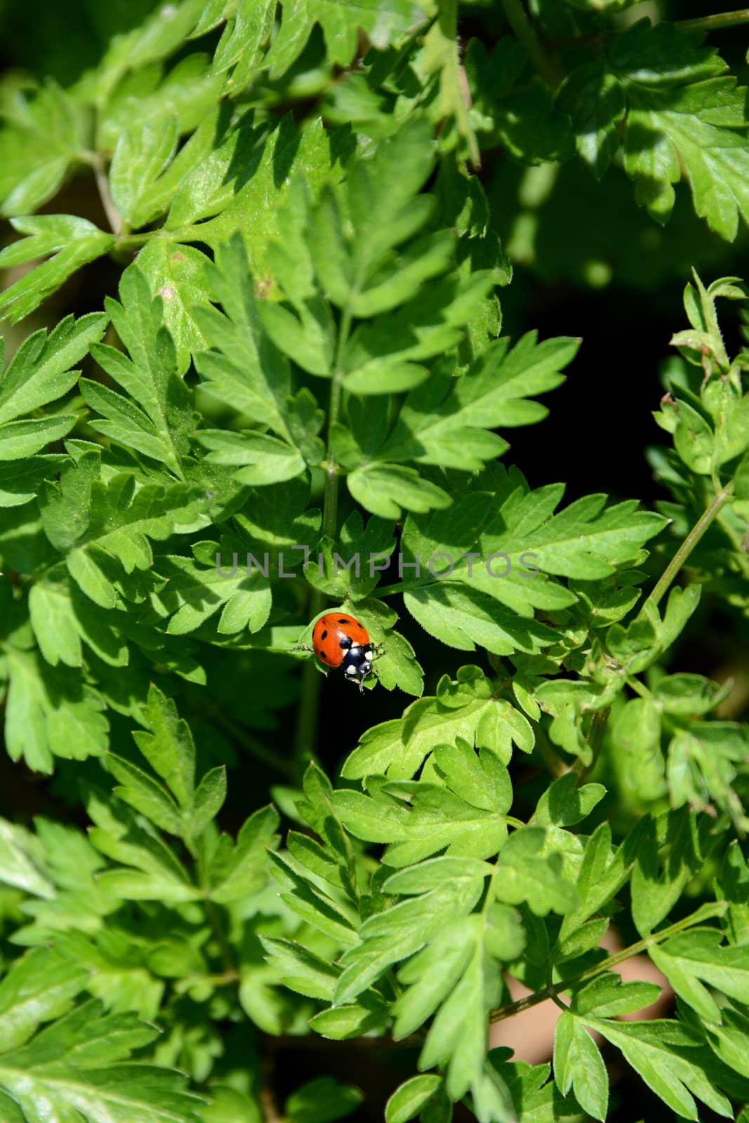 Ladybird sitting on the foliage of a cow parsley plant