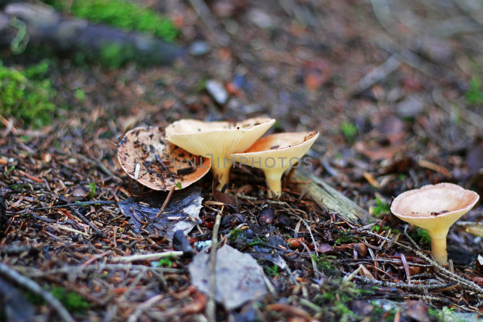 Brown mushrooms growing in the autumn forest