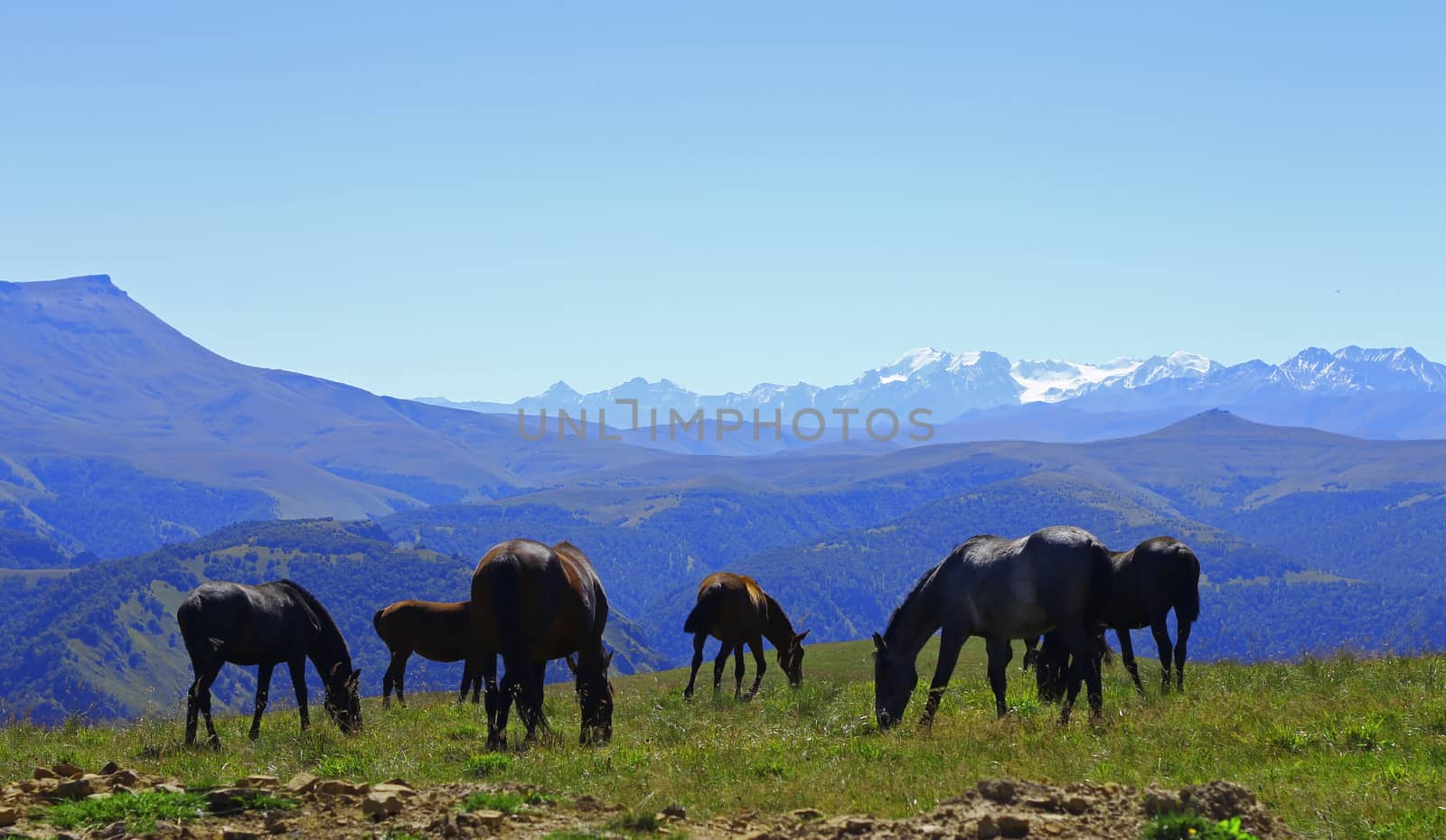 Horses on the summer autumn caucasus meadow