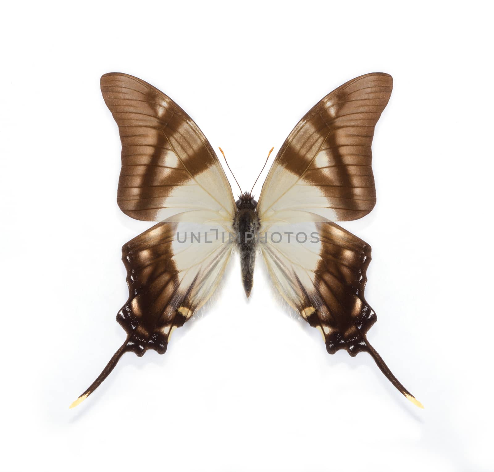 Eurytides serville butterfly by Olvita