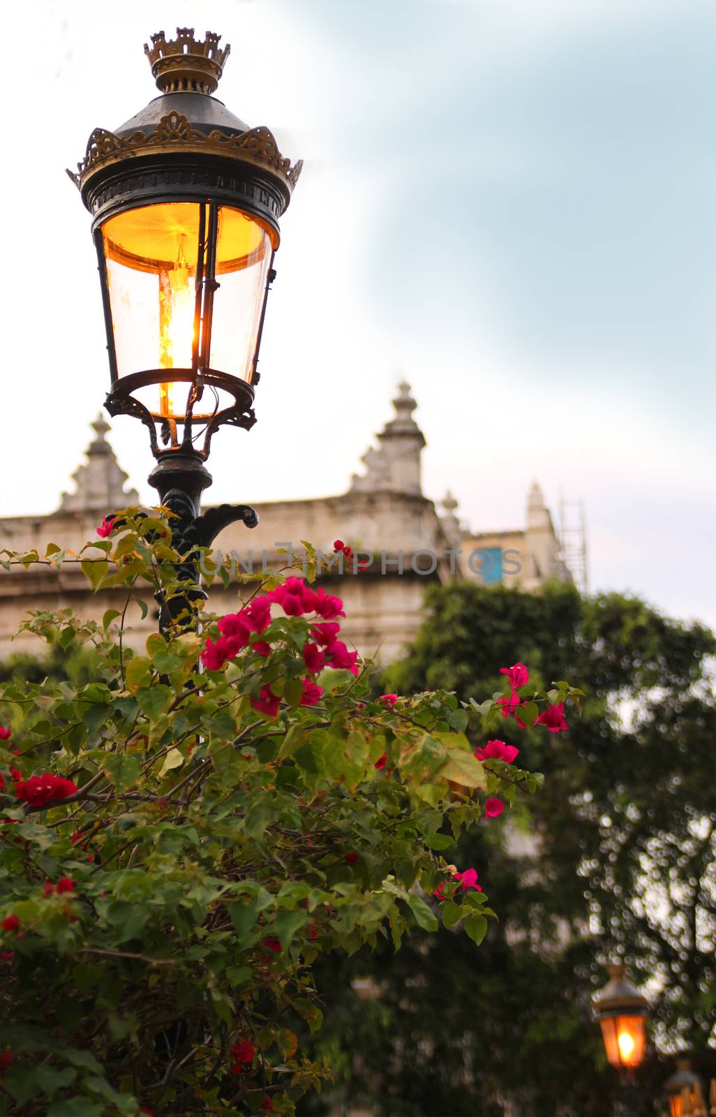 Classic ornamental street light in a plaza of Havana Cuba with tropical flowers