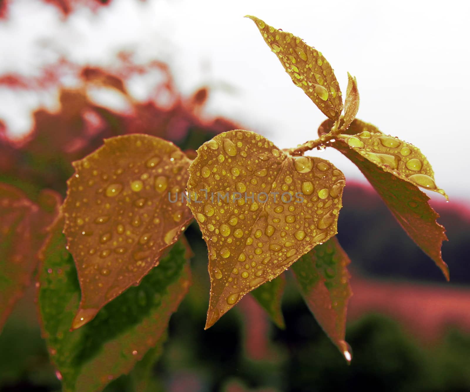 Heart-shaped leaf with rain droplets from recent shower, in retro colors